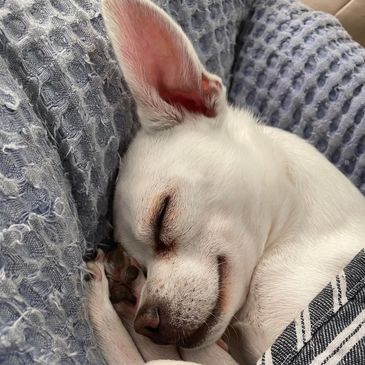 Whimsy, a sleeping smiling white deer-headed chihuahua with all four paws tucked underneath his head