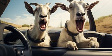 Two goats with mouths open sit in a car, appearing excited or surprised.