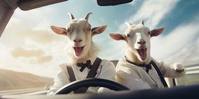 Two goats dressed in shirts and bow ties, joyfully driving a car.