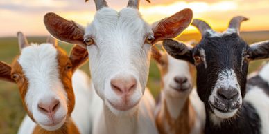 Close-up of four curious goats facing the camera at sunset.