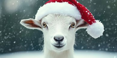 A white goat wearing a red Santa hat in snowy weather.
