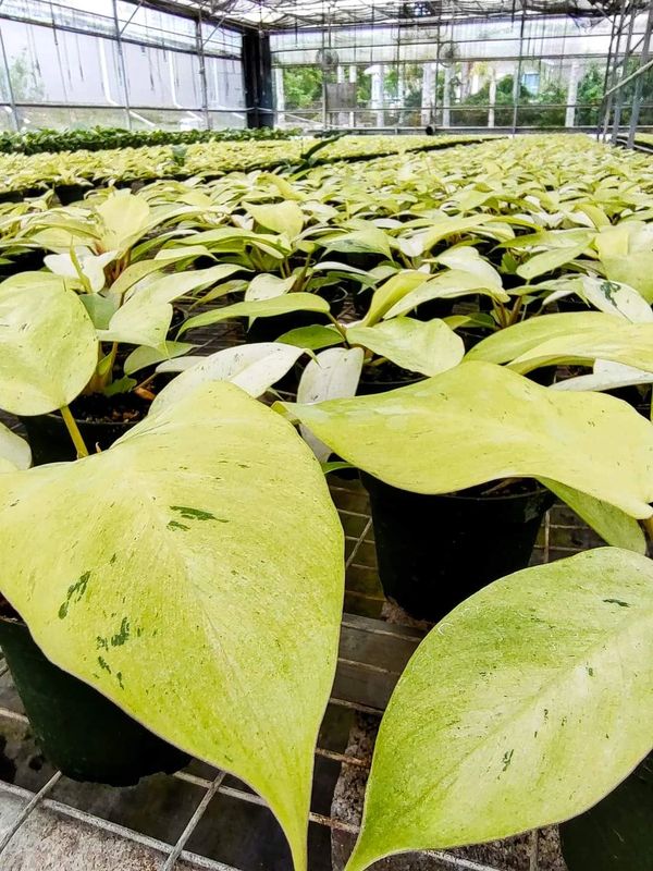 Snowdrift Philodendron | R&D Nurseries, Inc.