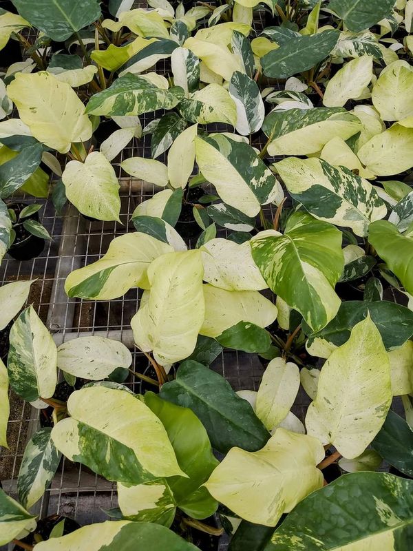 plante philodendron Heartleaf Philodendron Plant Care Guide - How to Grow Philodendron  Hederaceum