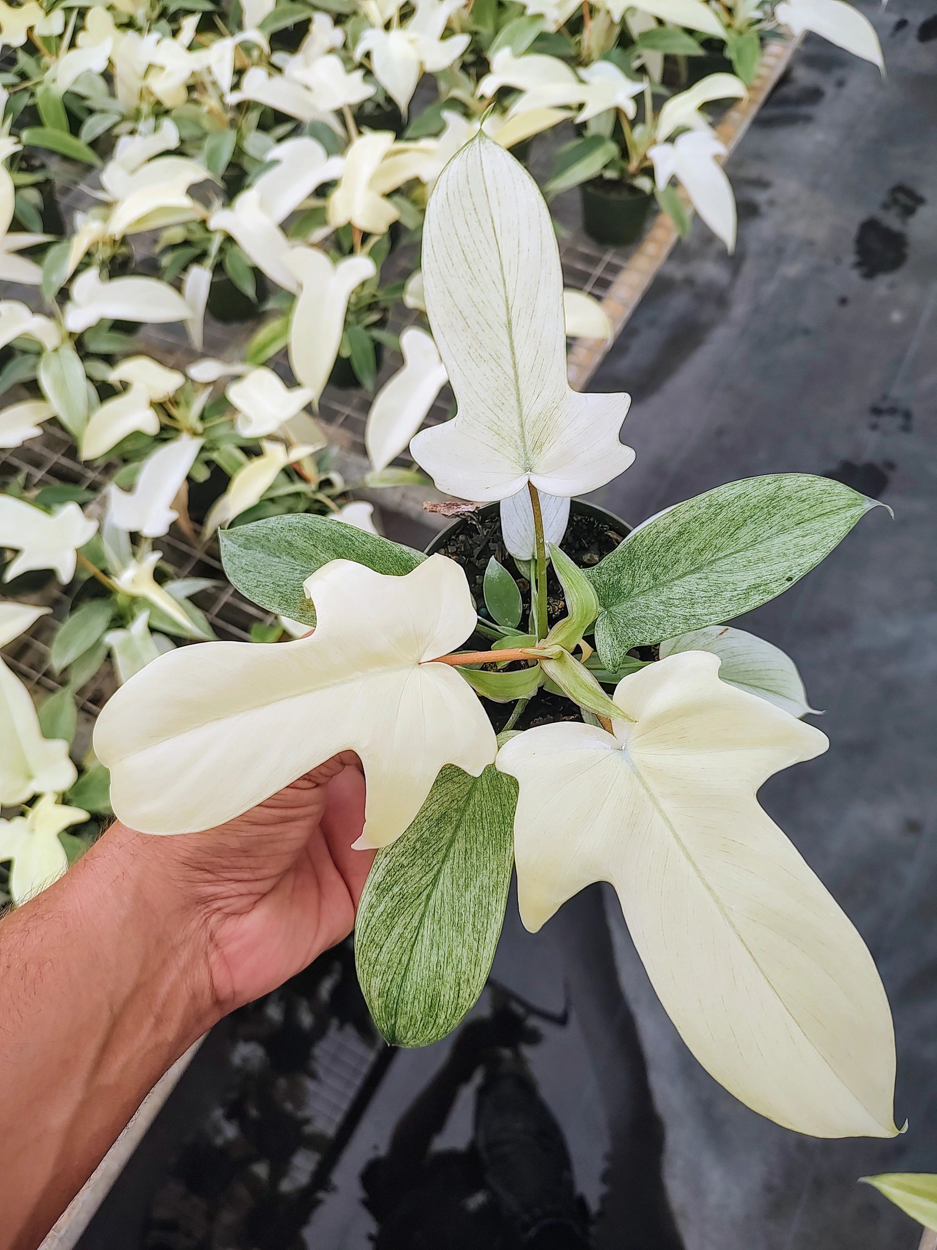 FL Ghost Philodendron | R&D Nurseries, Inc.