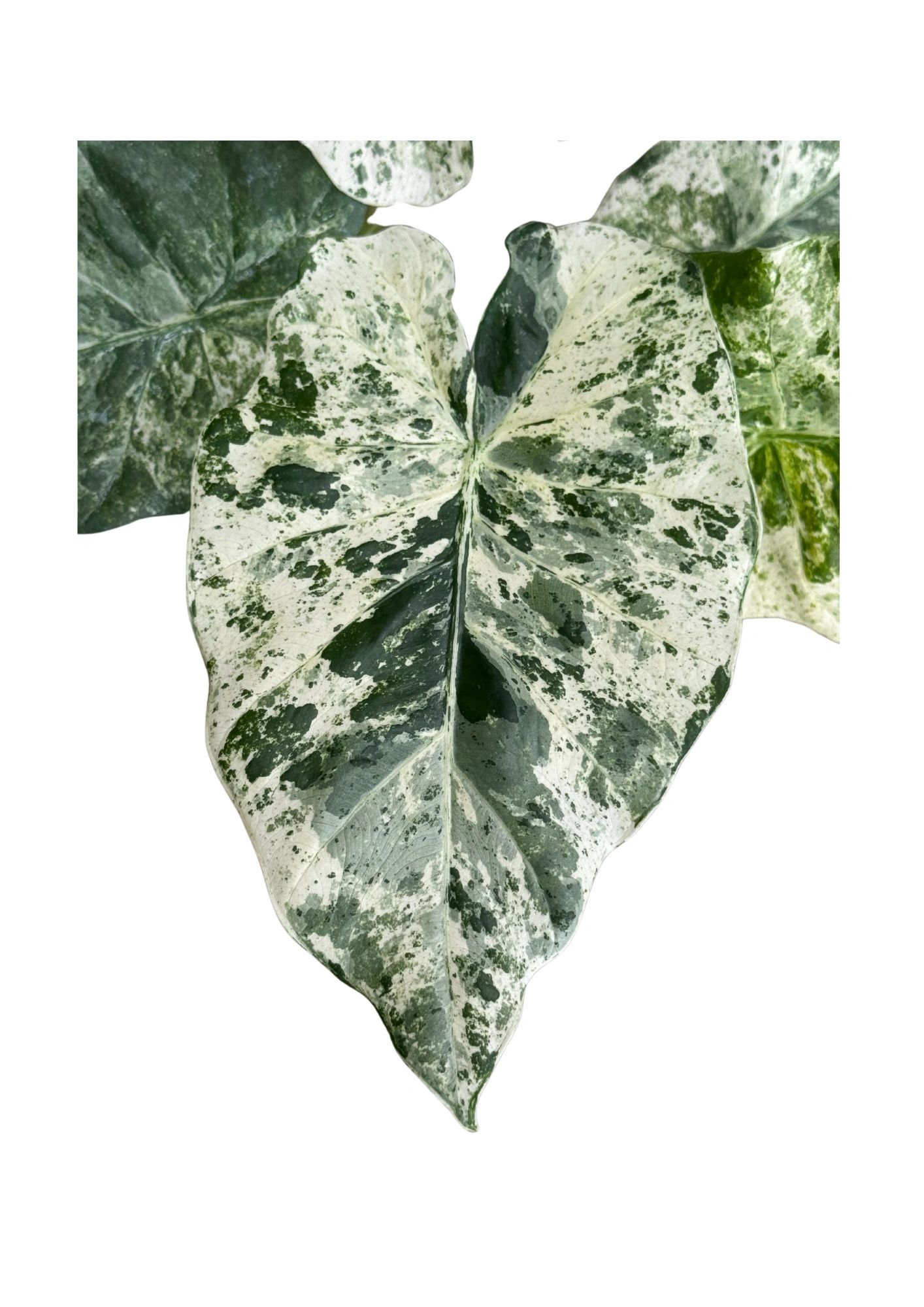 Alocasia Macrorrhiza