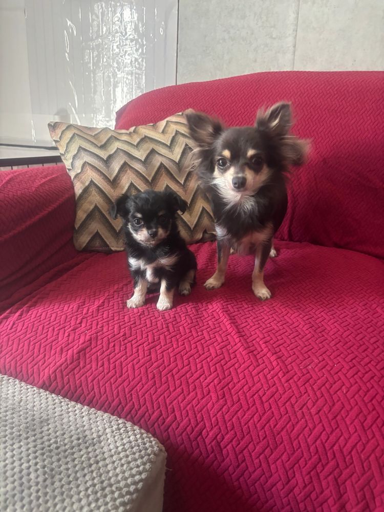 Chihuahua Mum and Chihuahua puppy having their picture taken 