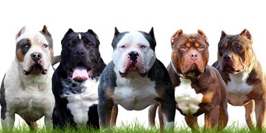 American bully puppies for sale in Delhi.
