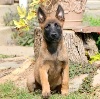 Pure Breed Belgian Malinois Heavy bone puppies for sale in India.