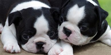 Boston Terrier puppies in Delhi