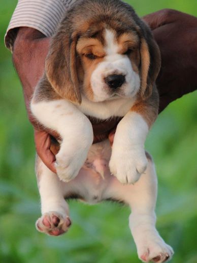 Beagle Puppies available in Delhi