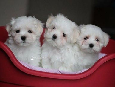 White Maltese puppies for sale in Delhi