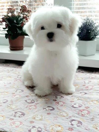 Beautiful Maltese Pure Breed Puppies for sale in India.