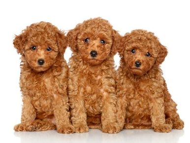 Poodle puppies in apricot color for sale in delhi