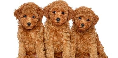 Poodle Puppies in Mumbai