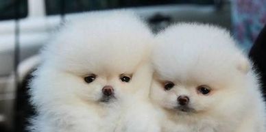 Toy Pom Tea Cup puppies in Delhi