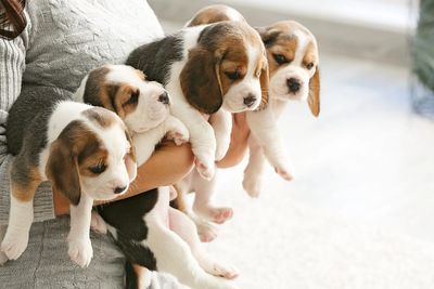Best Quality Beagle heavy bone puppies for sale in India.