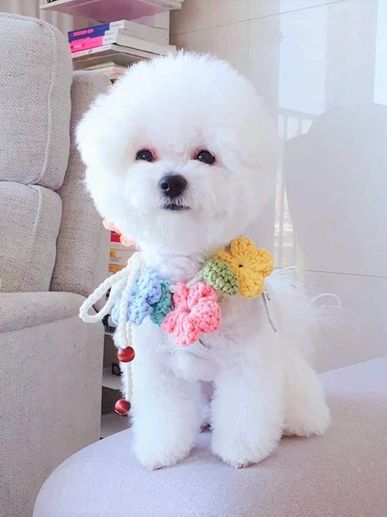 Beautiful Bichon Frise puppies in Delhi