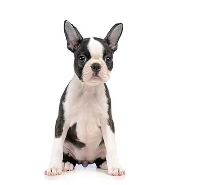 Boston Terrier Puppies available at The Dog Farm | Contact Now