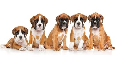 Heavy Bone Boxer full marking puppies for sale.