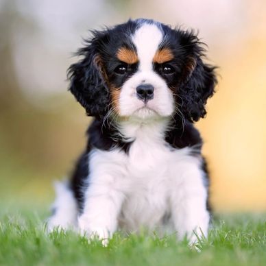 Cavalier King Charles Puppies available in India