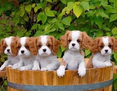 Buy Cavalier King Charles pure breed puppies in India.