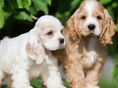 Cocker Spaniel Puppies in Delhi