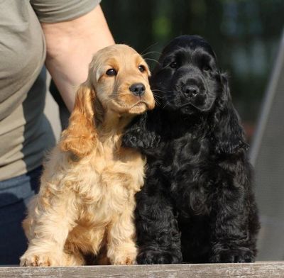 Best Quality Cocker Spaniel puppies for sale  in India.