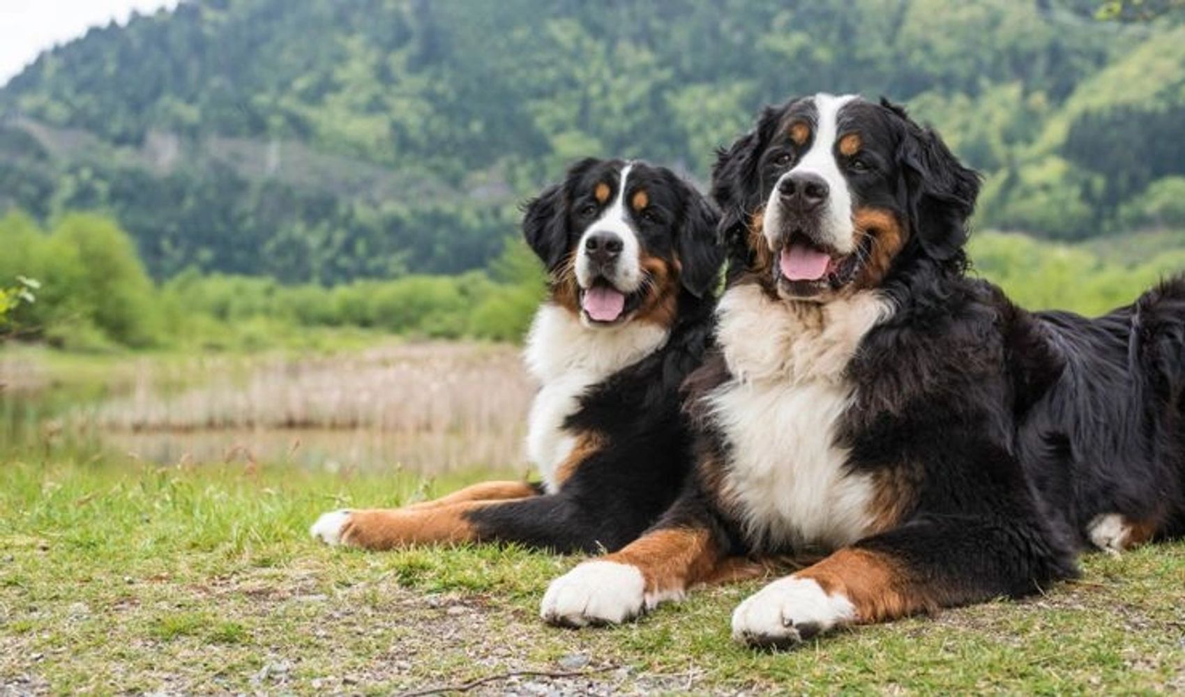 Buy Bernese Mountain Dog heavy bone Puppies in India.