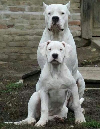 Pure Breed Dogo Argentino puppies for sale in India.
