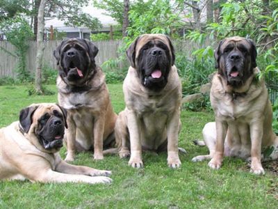 Best Quality English Mastiff heavy bone puppies for sale.
