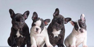 French Bulldog Puppies available in Delhi