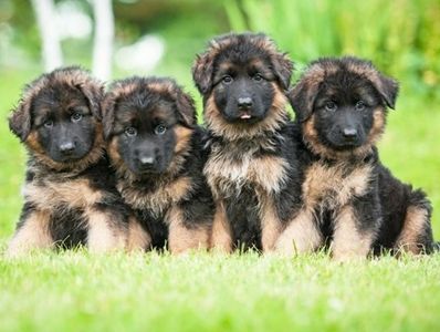 Bush Coat Heavy Bone German Shepherd Double Coat Puppies for sale.
