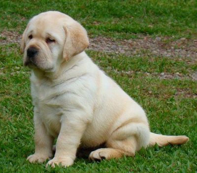 Punch face Show Quality Labrador Heavy bone Puppies for sale.