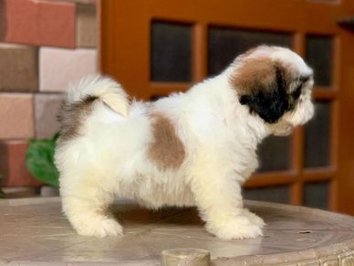 shihtzu puppies for sale in delhi
