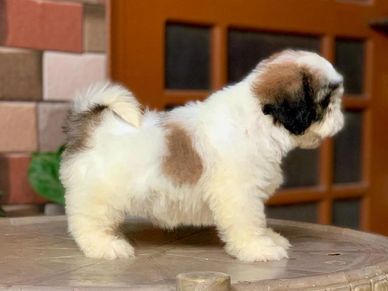 Buy Toy Pom Dogs/Puppies for Sale in Delhi, NCR India