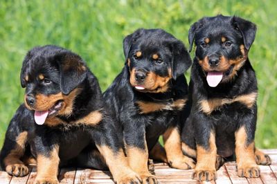 Punch Face Rottweiler Heavy bone show quality puppies for sale.
