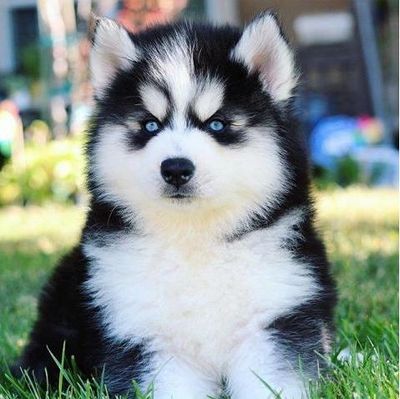 Blue Eyes Siberian Husky woolly coat puppies for sale.