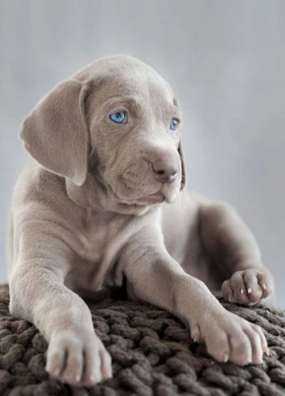Pure Breed Weimaraner heavy bone Puppies for sale in India.
