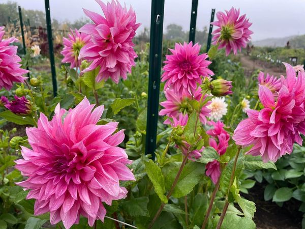 Dianne's Cafe au Lait Rose Dahlia