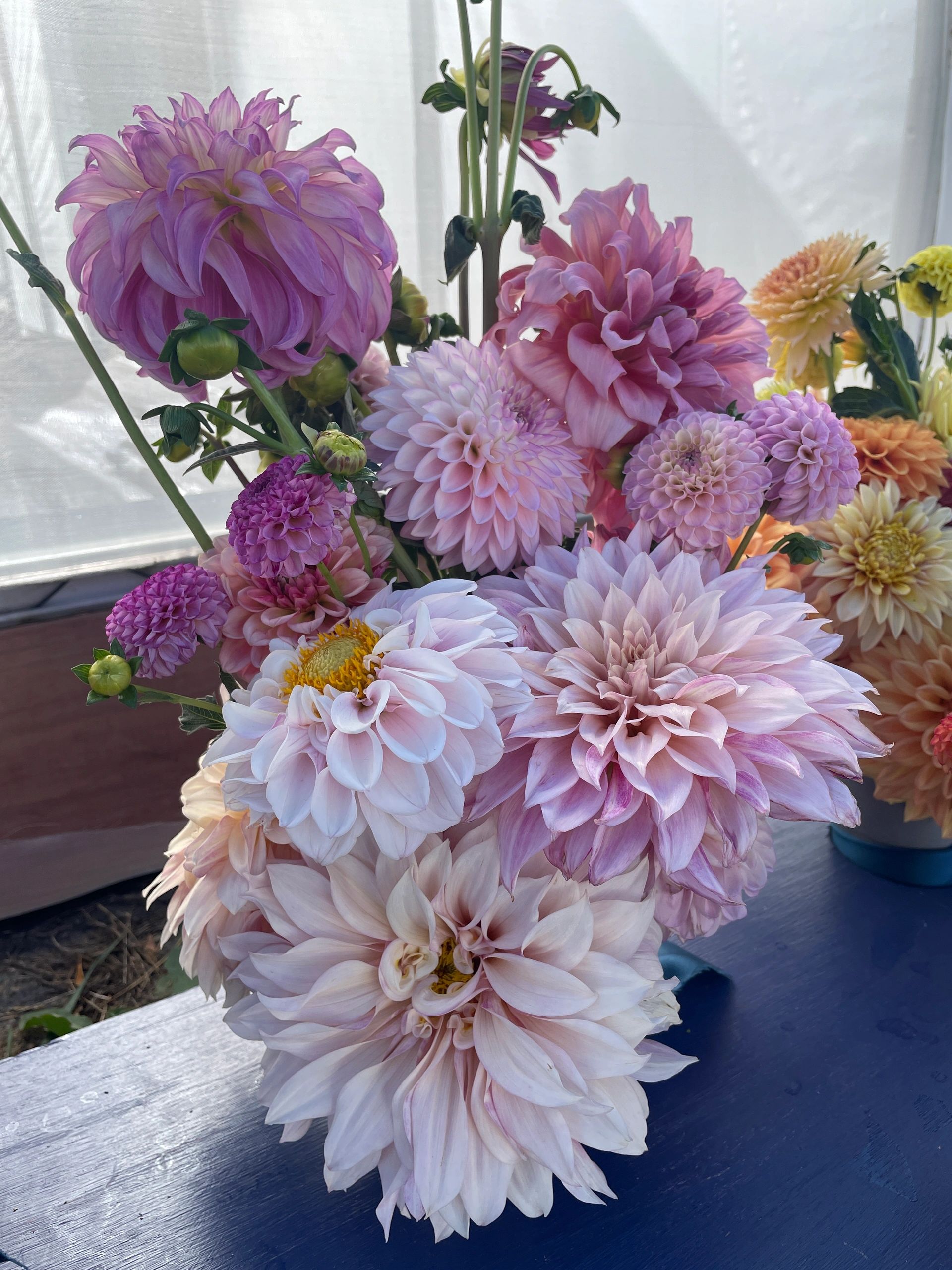 Dahlias
