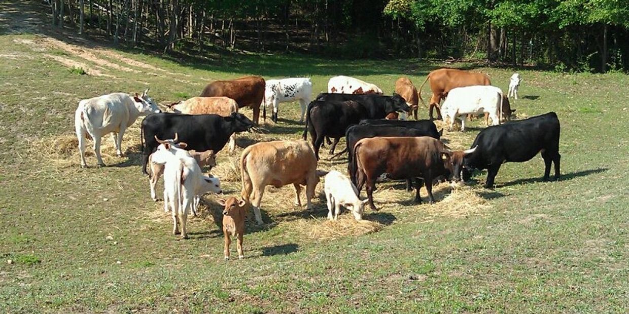 A herd of cows and calves grazing on grass in a sunny field.