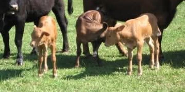Three calves standing on green grass near adult cows.