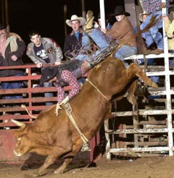 A cowboy is thrown off a bucking bull during a rodeo event.