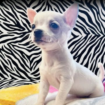 Small white Chihuahua puppy with large ears against a zebra print background.
