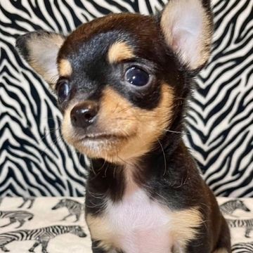 Close-up of a small black and tan Chihuahua puppy with big eyes.