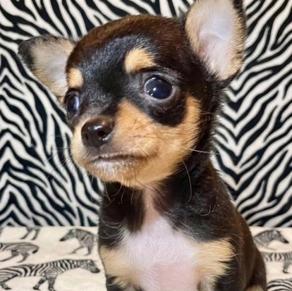 Close-up of a small Chihuahua puppy with a zebra-patterned background.