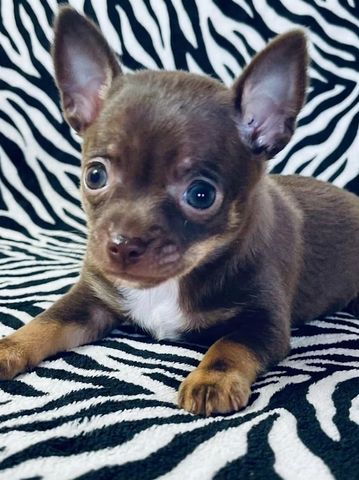 Small brown puppy with big eyes on zebra-patterned fabric.