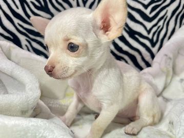 A small white Chihuahua puppy sitting on a soft blanket.