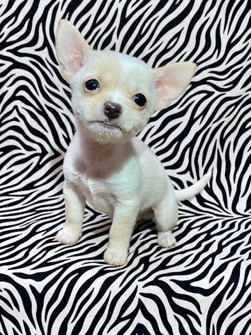 Tiny white Chihuahua puppy posing on zebra print fabric.
