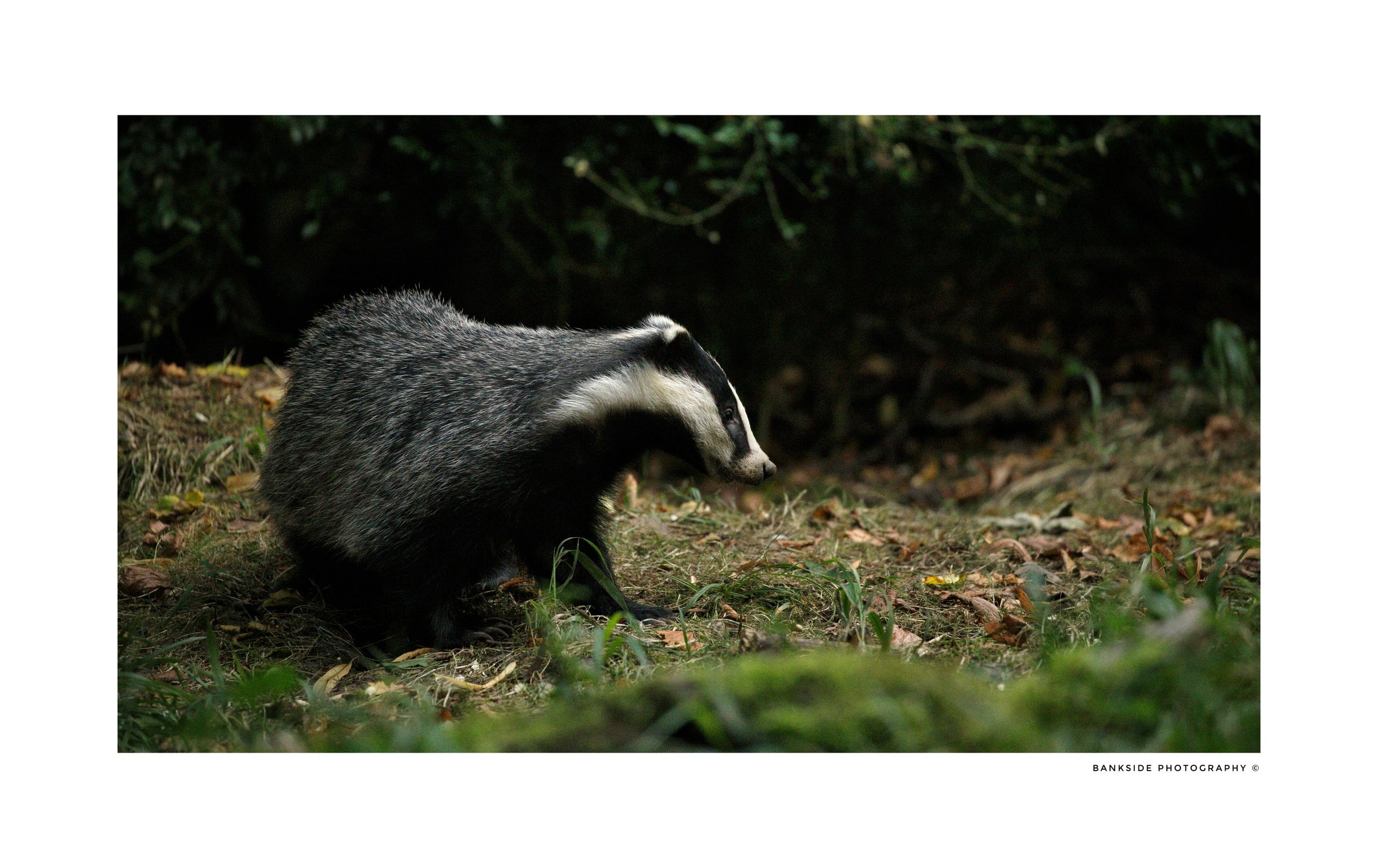 Badger 
Just starting it's nightly feeding session
